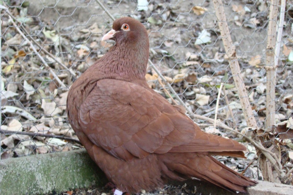 Скалистый голубь ареал