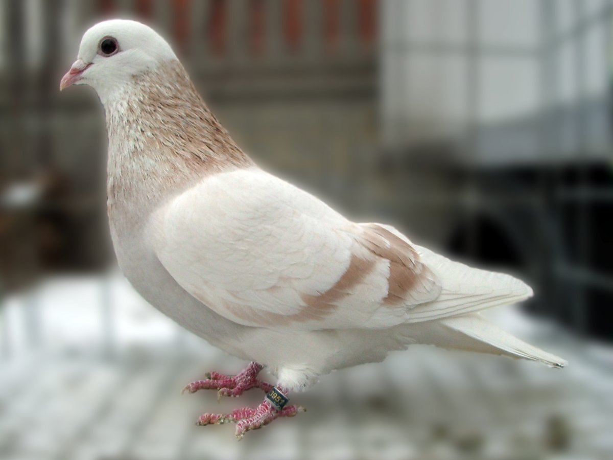 Голубь породы Бонрепо