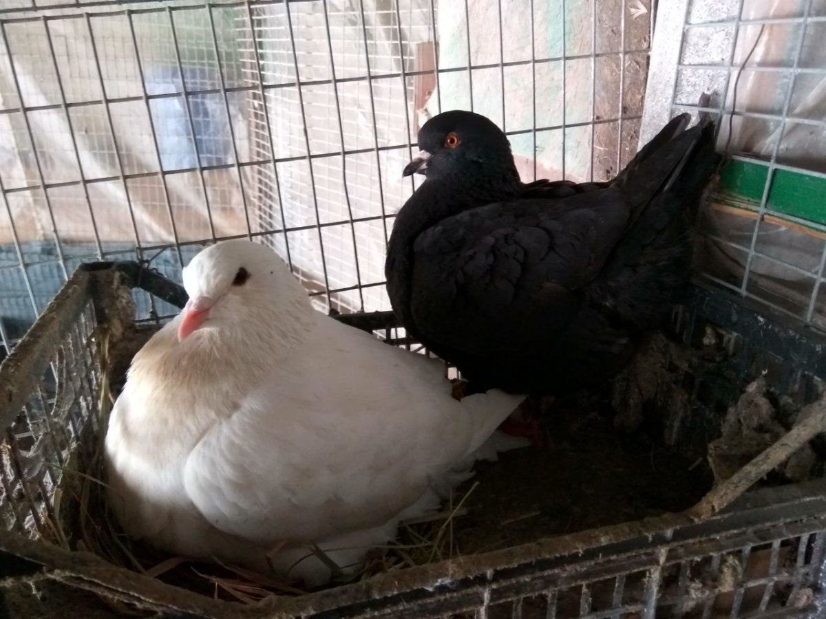 Голуби польский Бородавчик