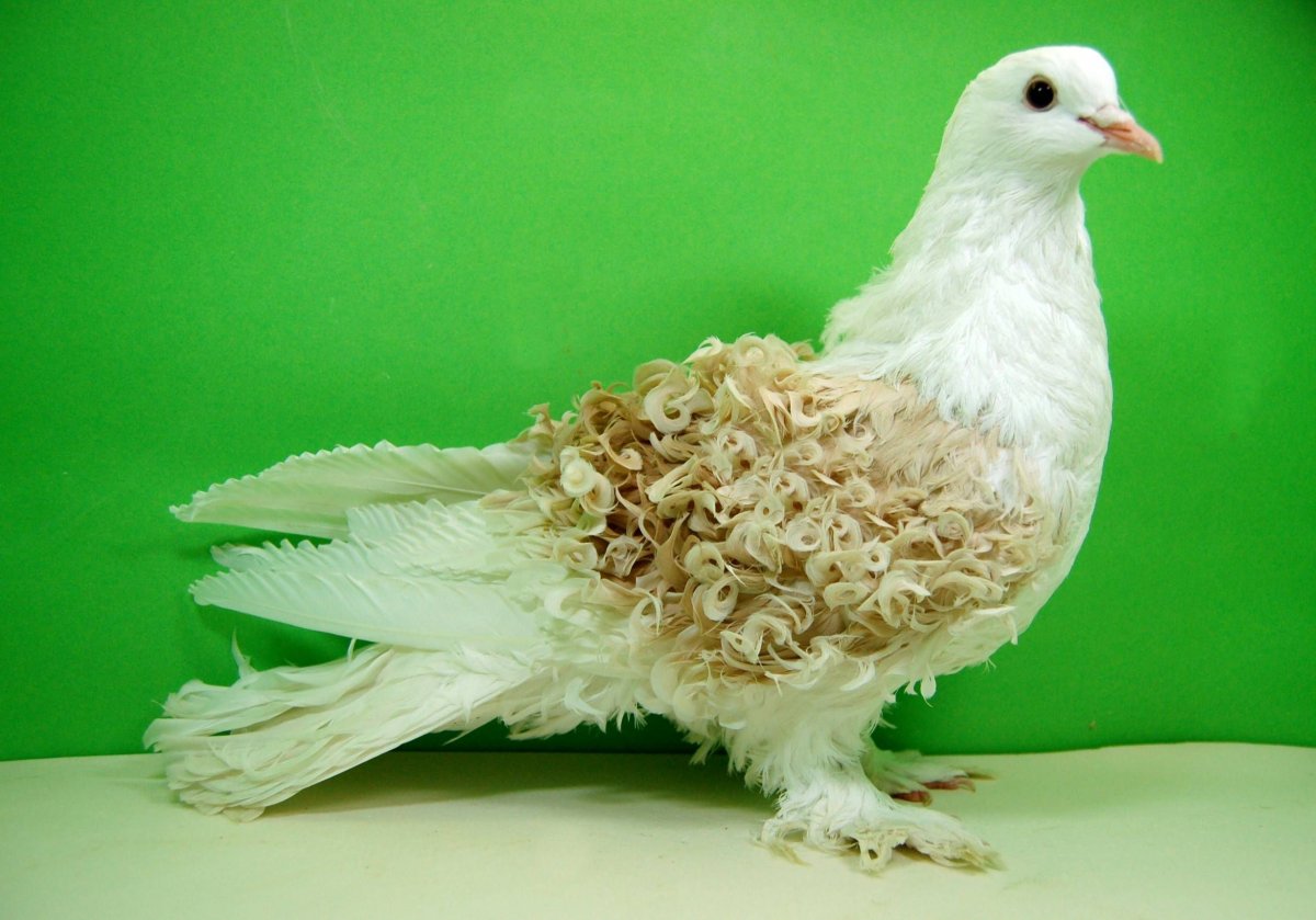 Голубь гигант