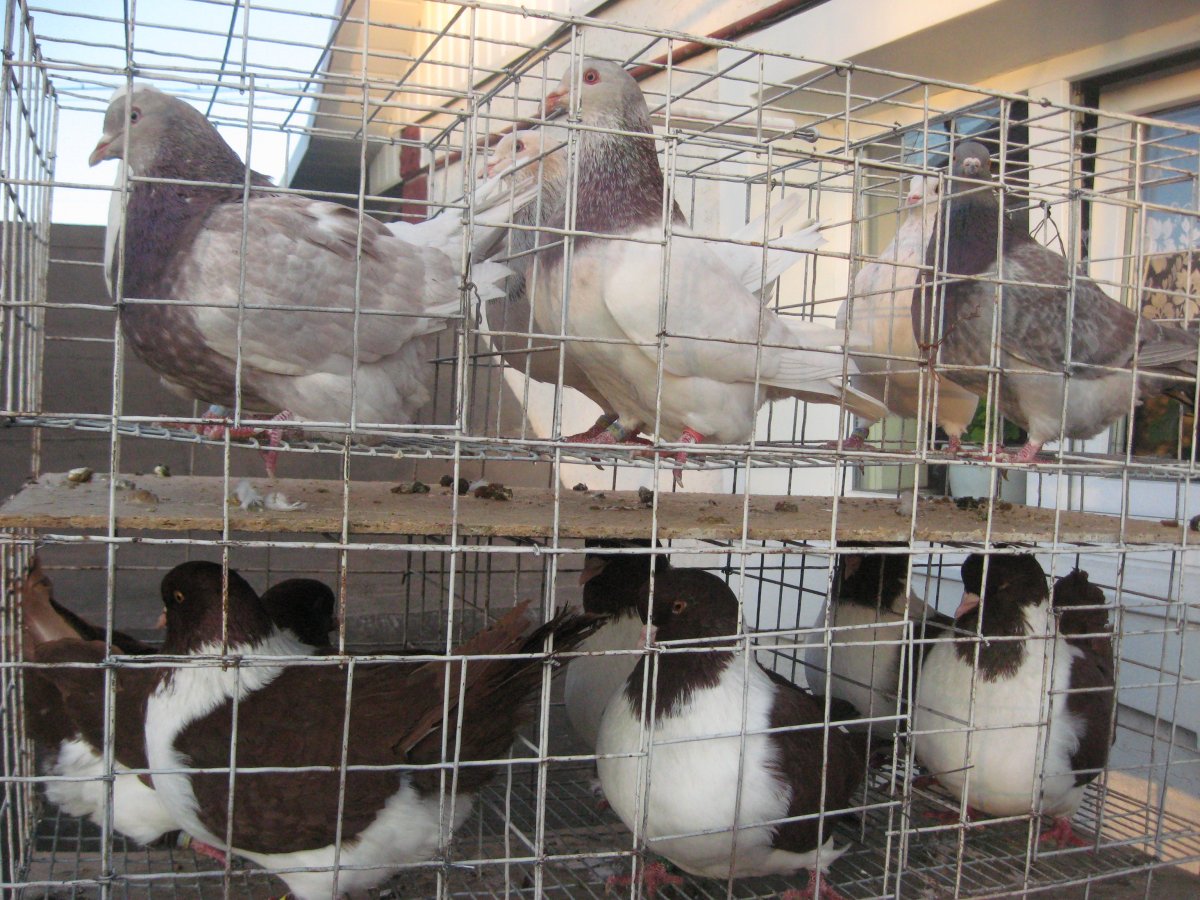 Домашний голубь