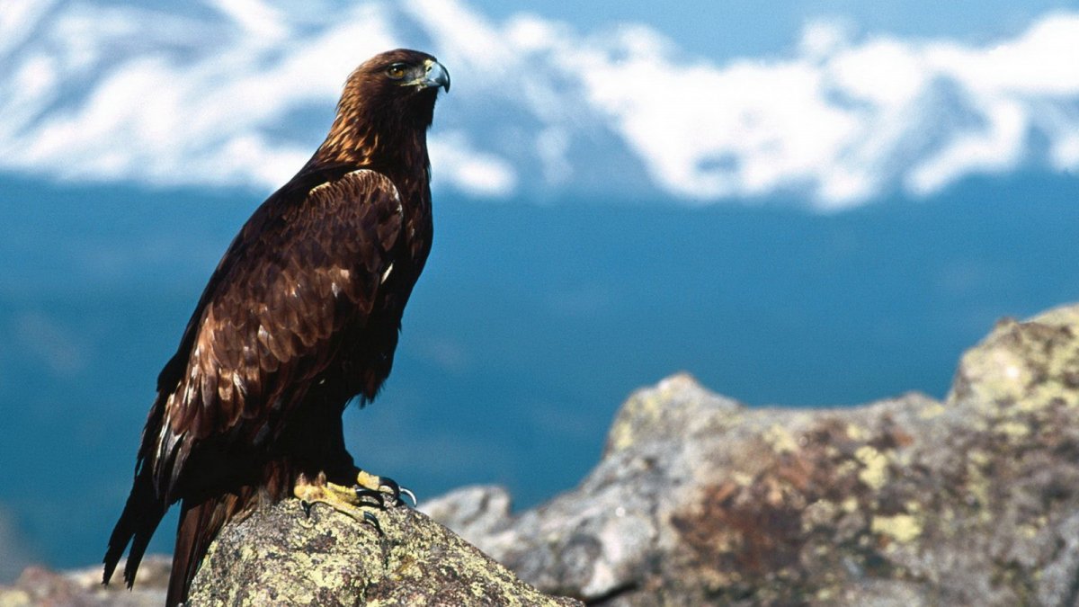 Белоголовый Орлан в горах