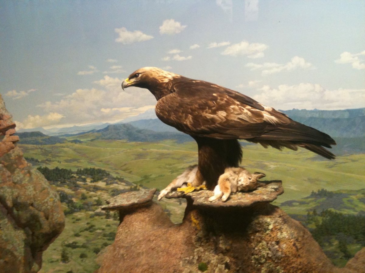 Орел ястреб Сокол Коршун Беркут