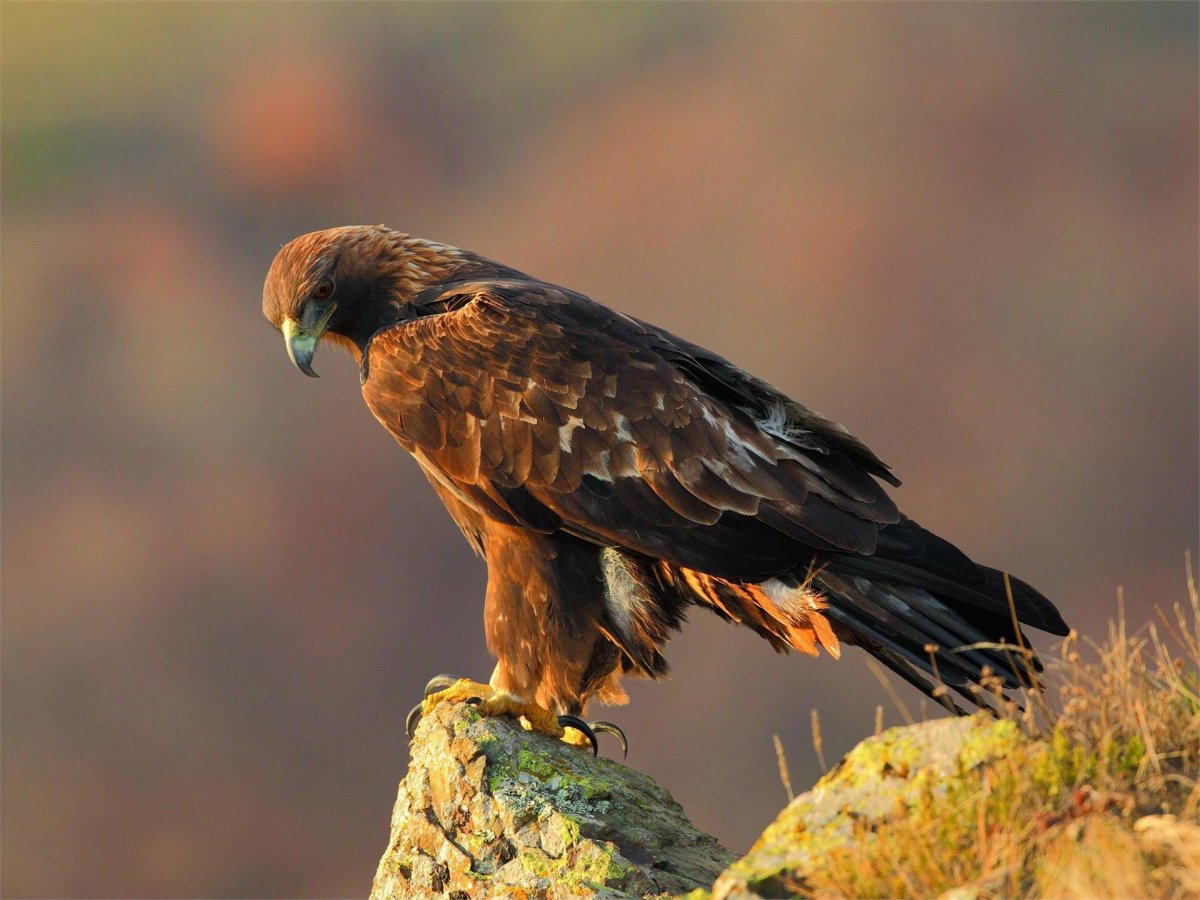 Беркут в Якутии