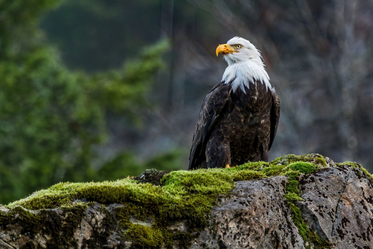 Белоголовый Беркут Дагестан