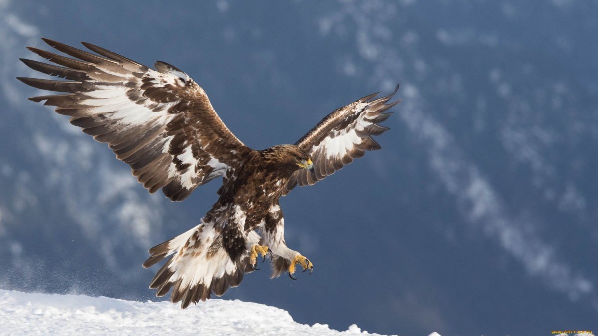 Орел над горами