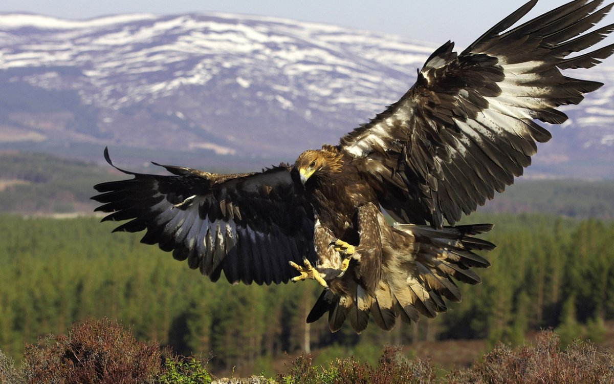 Белоголовый Орлан в горах