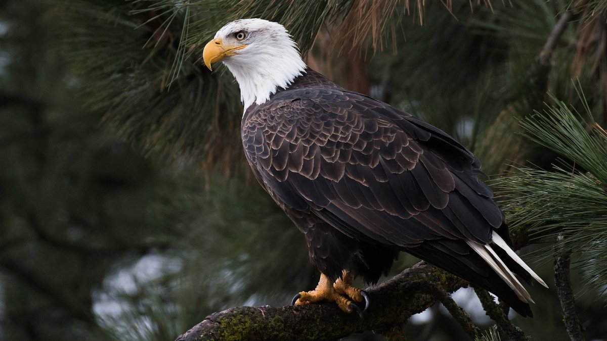 Белоголовый Орел