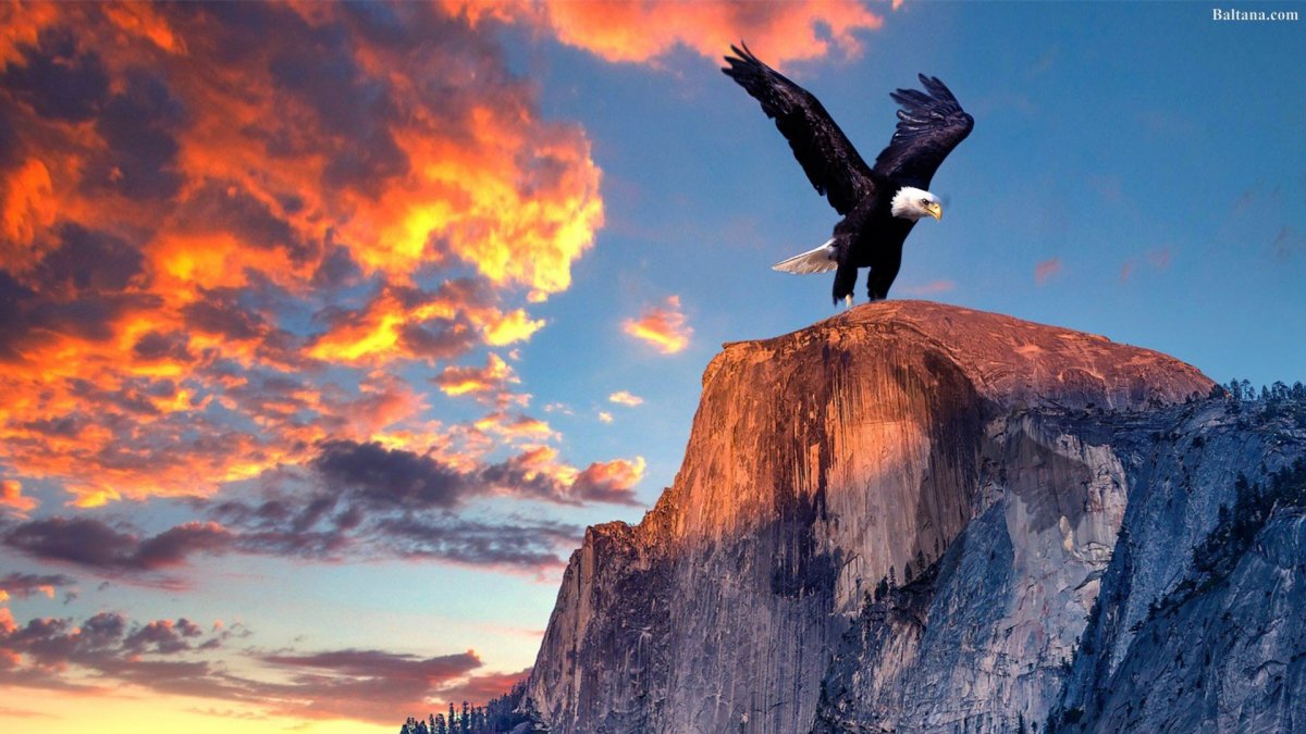 Ястреб Орлан белоголовое