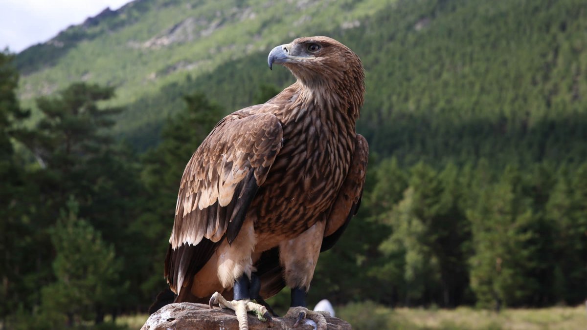 Снежный Орел