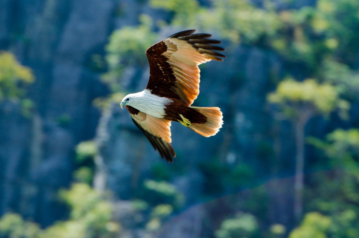 Снежный Орел