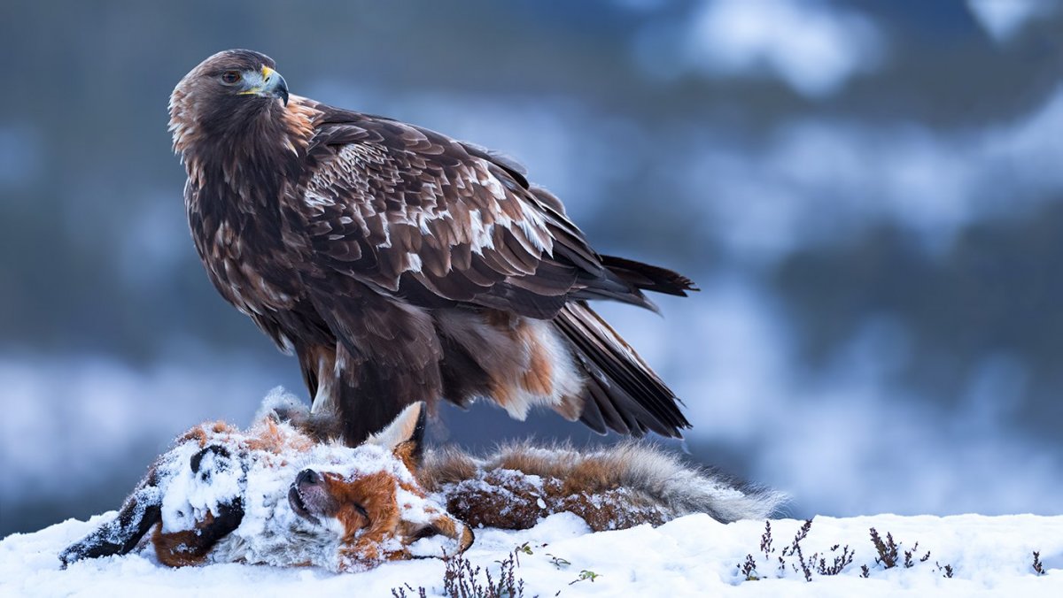 Орел Беркут