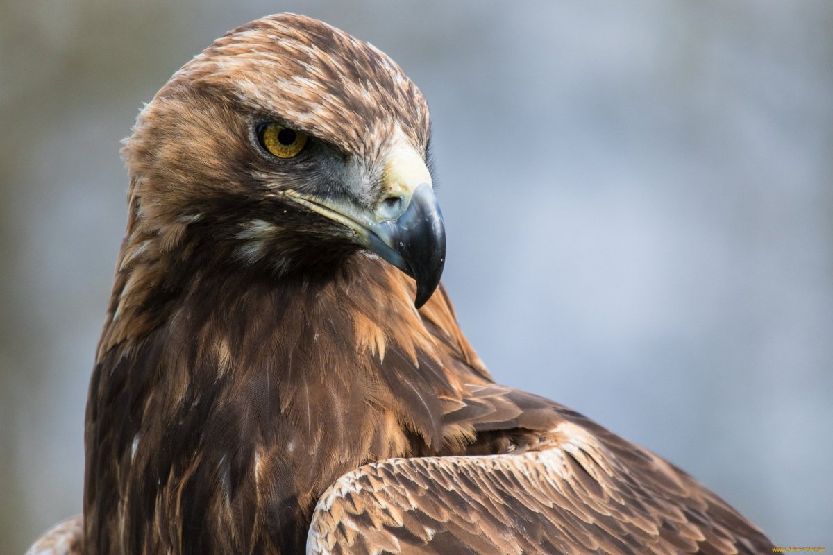 "Белоголовый Орлан"