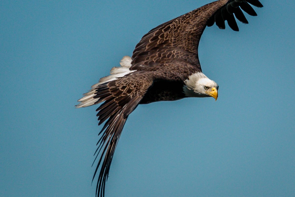 Орлан белохвост фото голова