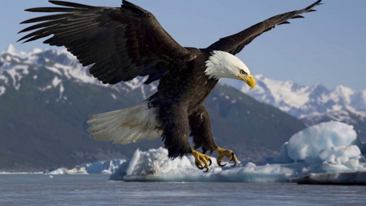 Лапы белоголового орлана