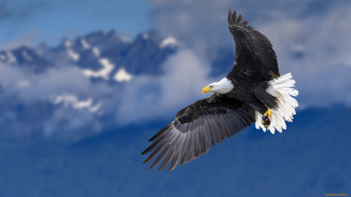 Белоплечий Орлан Хабаровский край