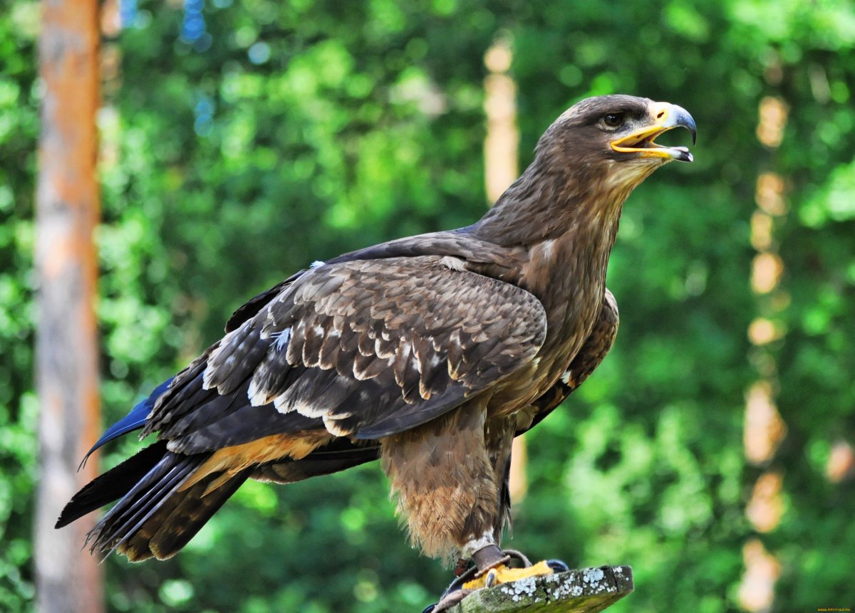 Орлан белохвост и белоголовый Орлан