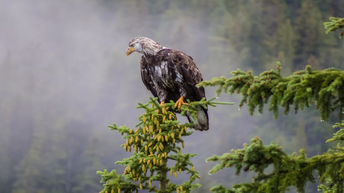 Белоголовый Беркут