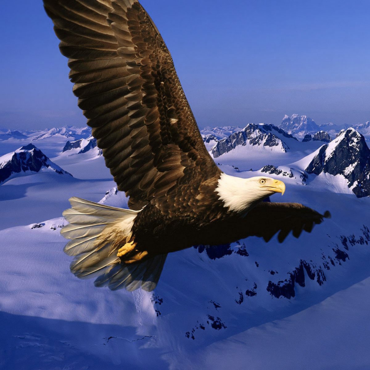 Беркут птица