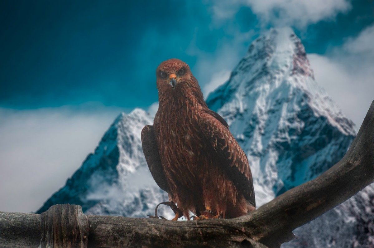 Белоголовый Орлан размах крыльев