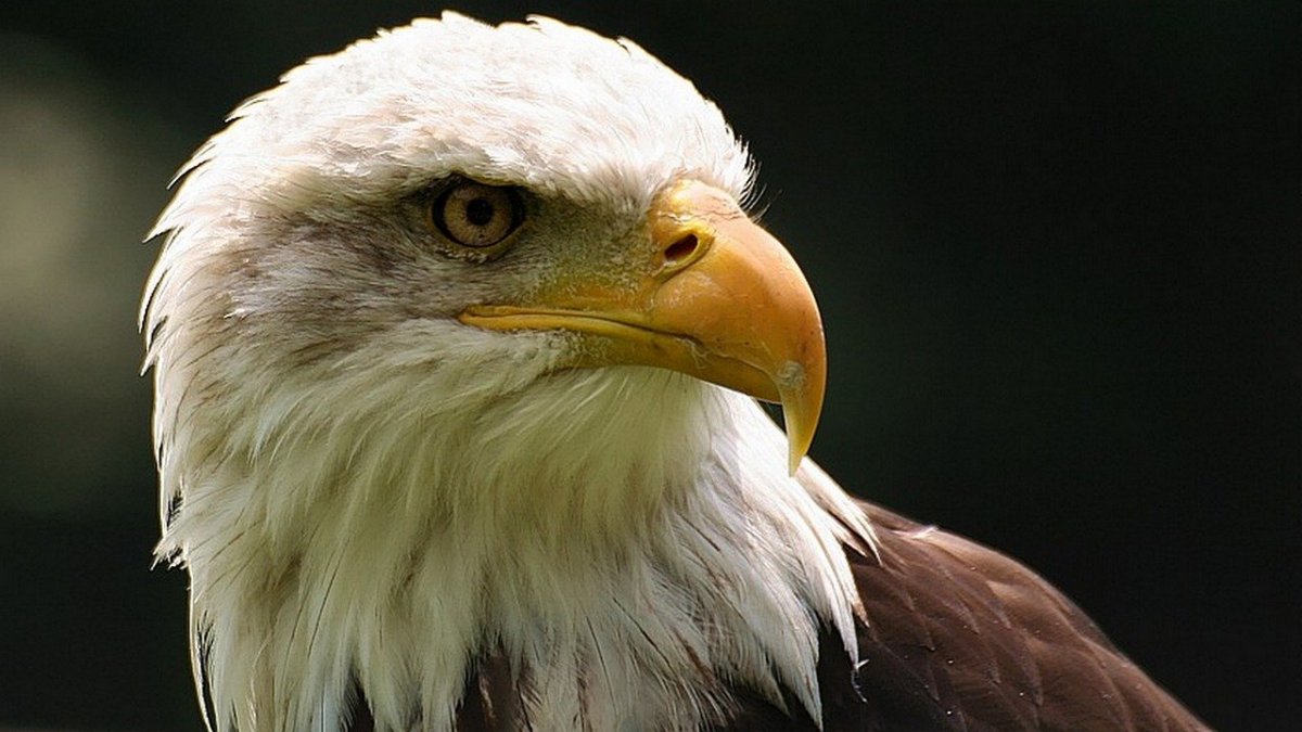 Голова Беркута