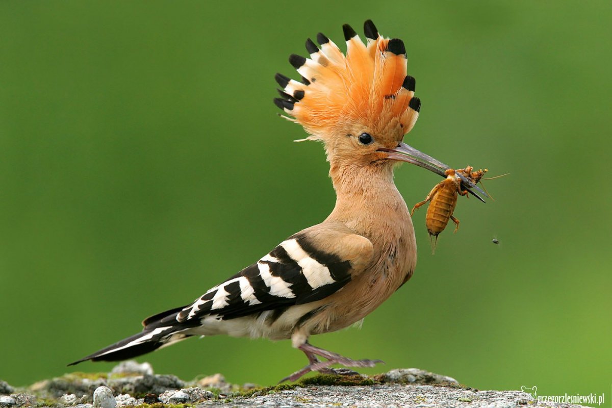 Свиристель обыкновенный