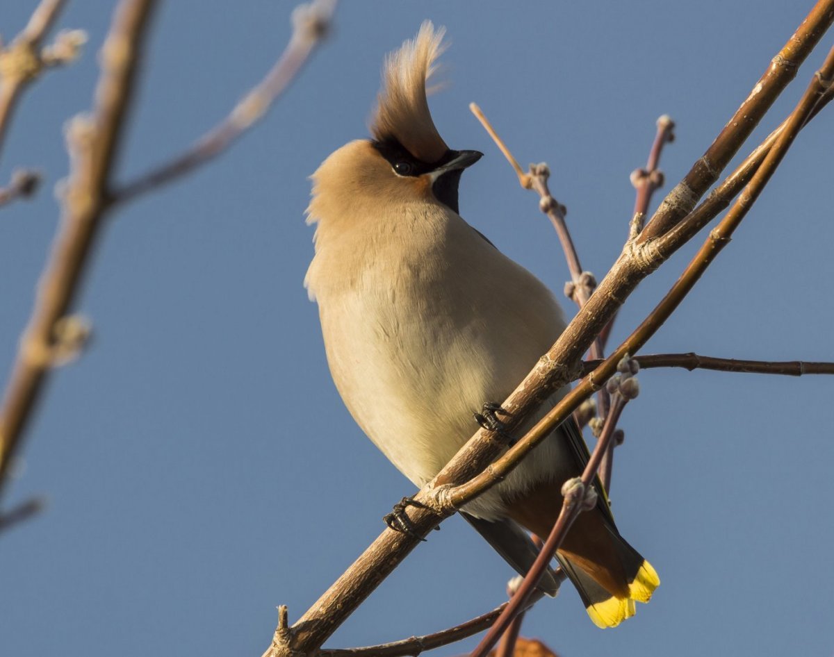 Удод (Upupa Epops)