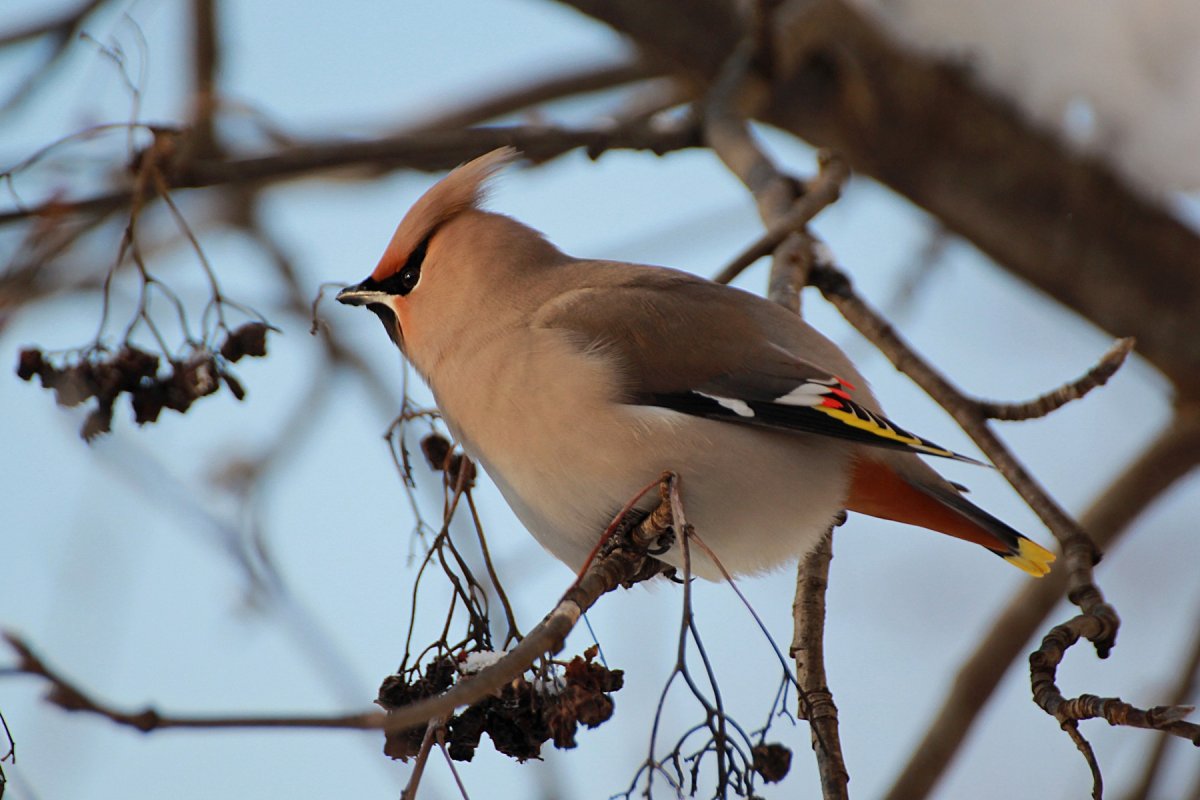 Свиристель Сибирская