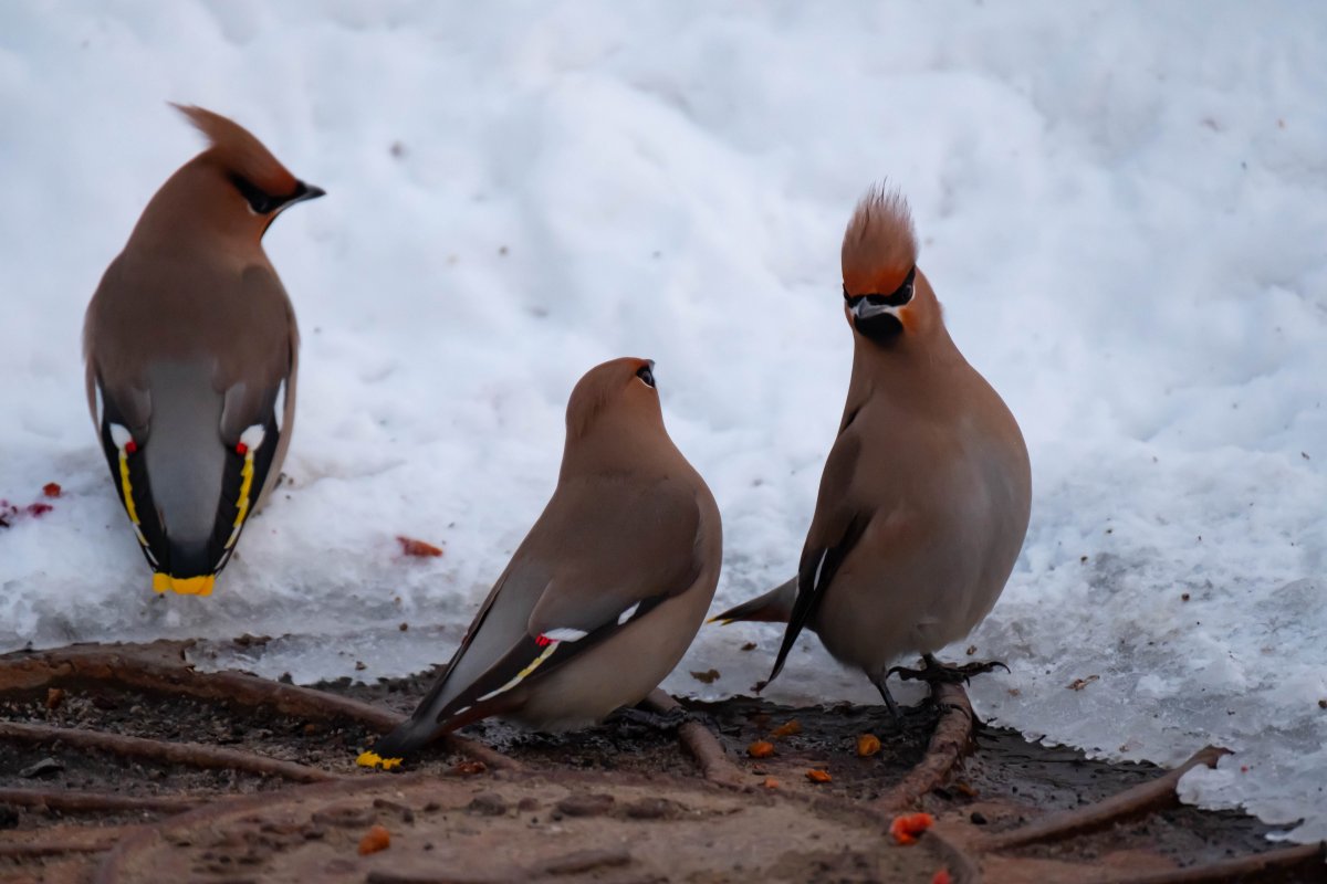Сойка птица