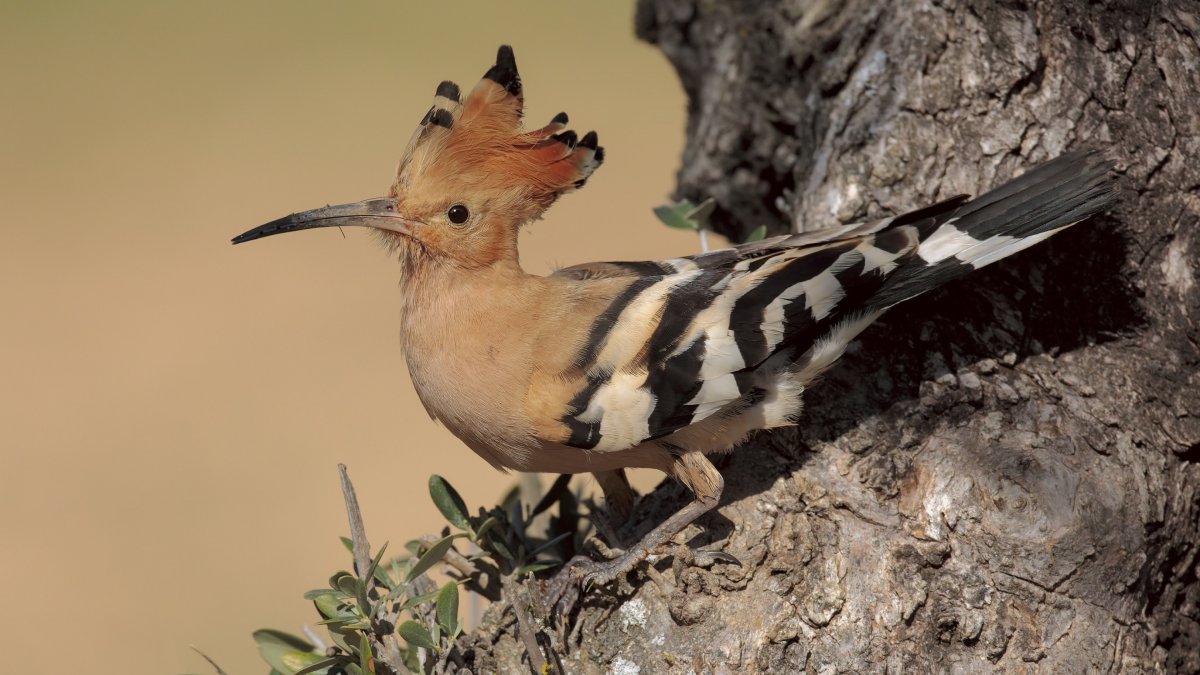 Птица свиристель Амурский