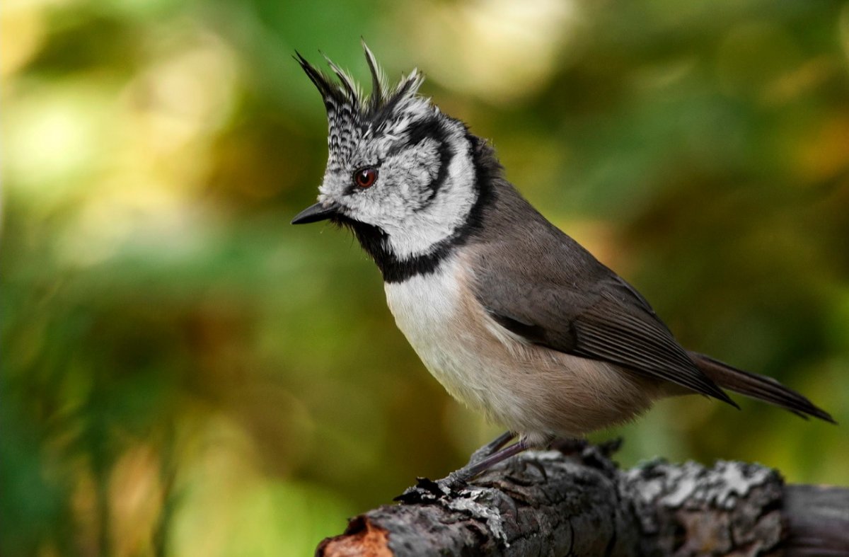 Птица с хохолком на голове