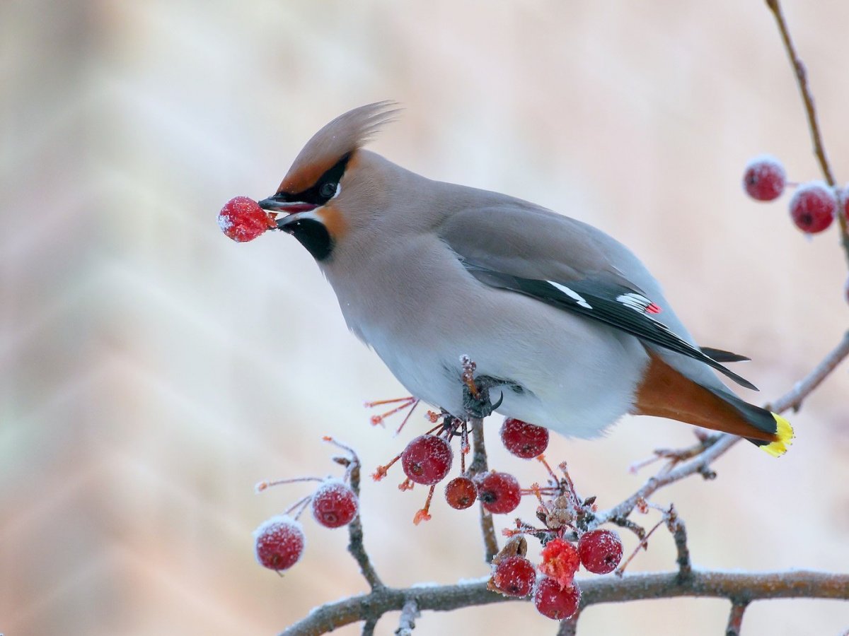 Свиристель в Мурманске