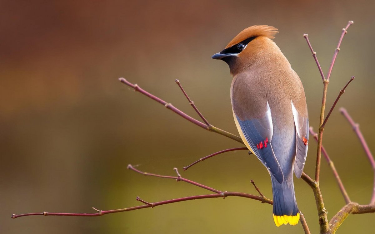 Свиристель обыкновенный