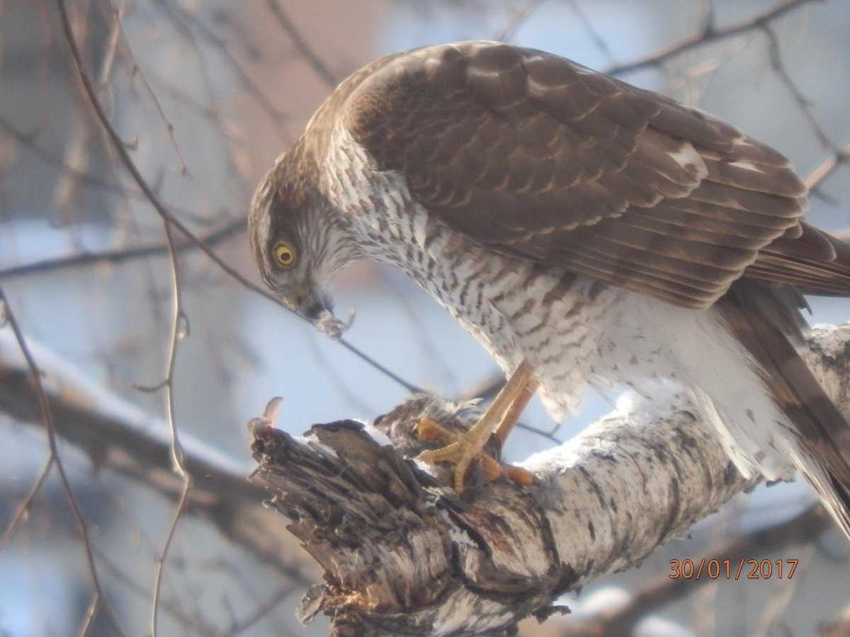 И Сапсан и балобан и Кречет