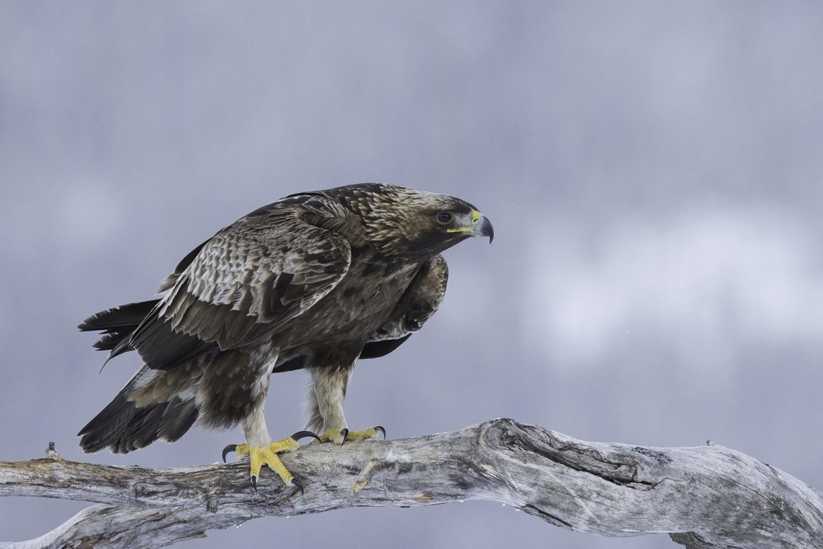 Молодой канюк обыкновенный