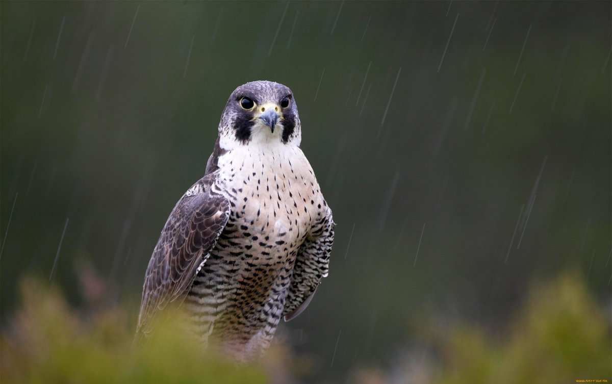Таймырский заповедник Сокол Сапсан