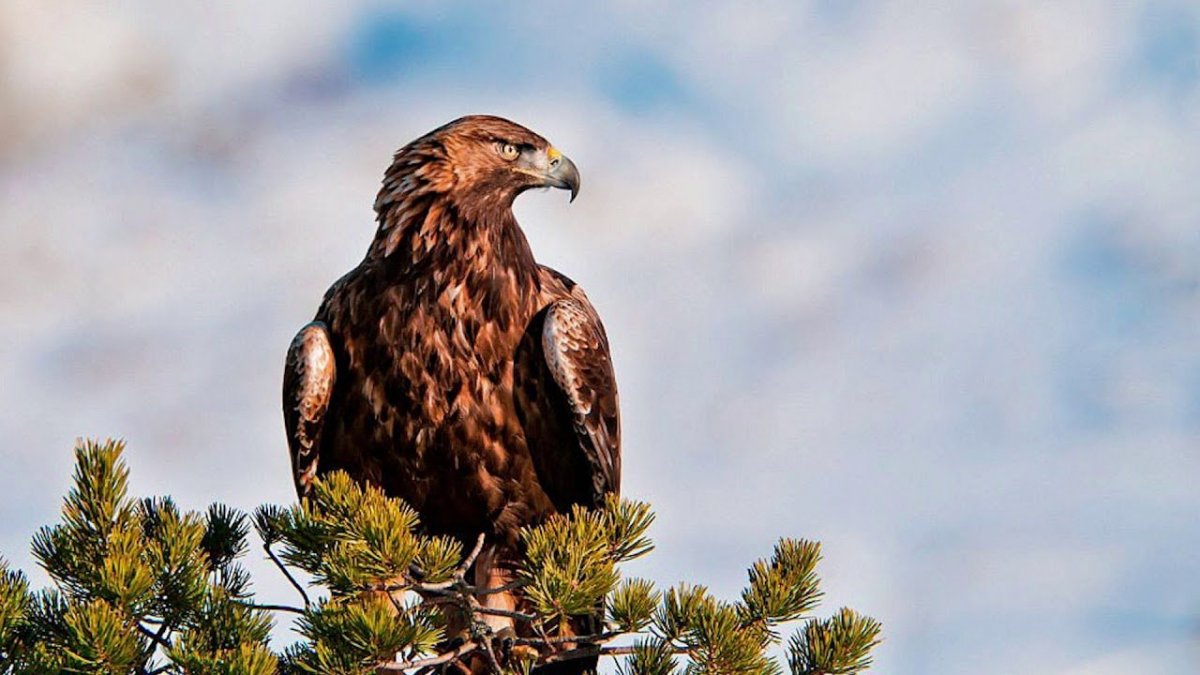 Коршун тетеревятник