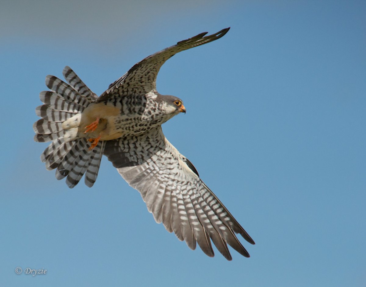 Сокол Сапсан