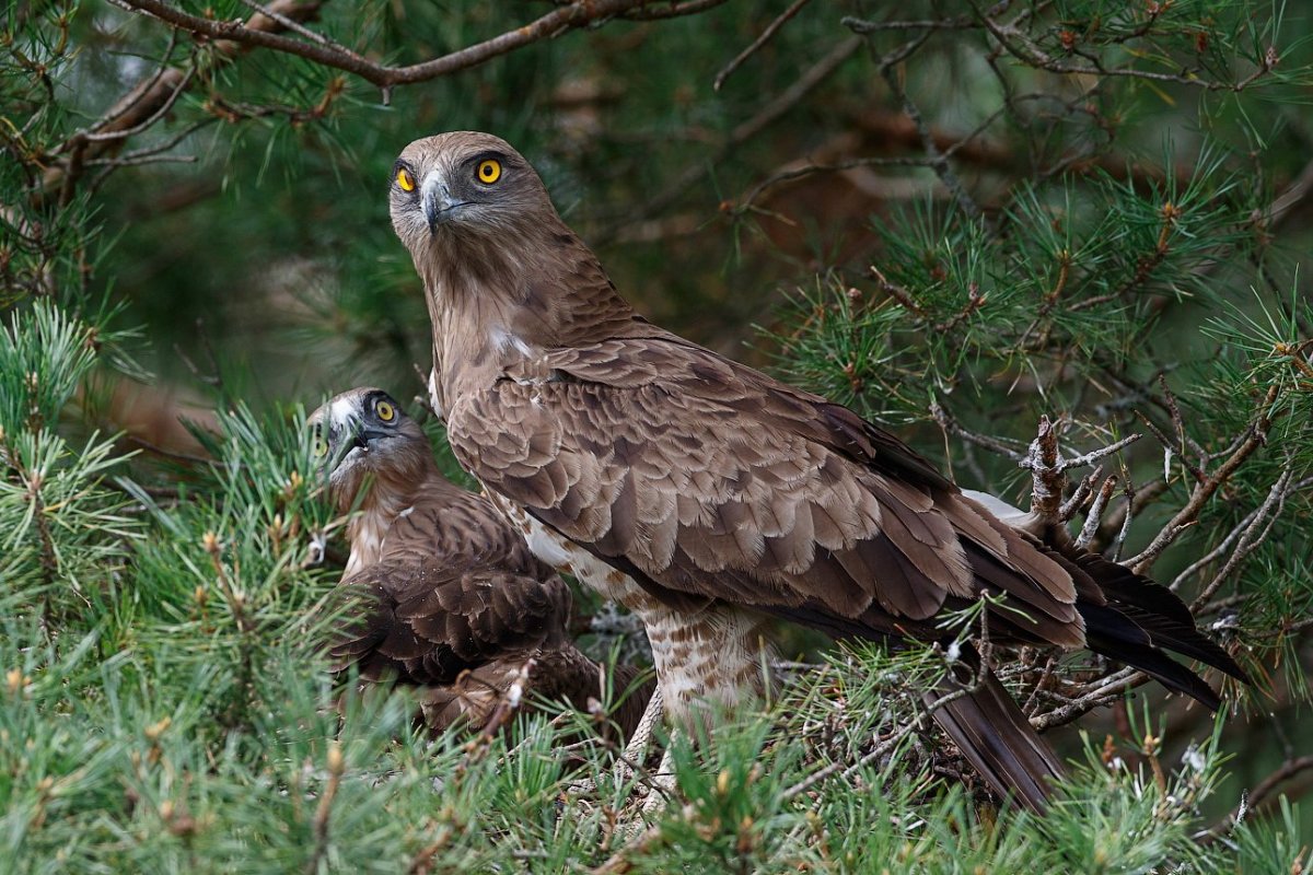 Коршун Вячеслав Сергеевич