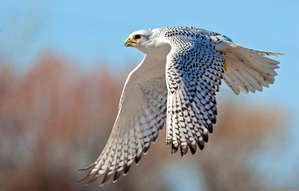 Кречет Falco rusticolus