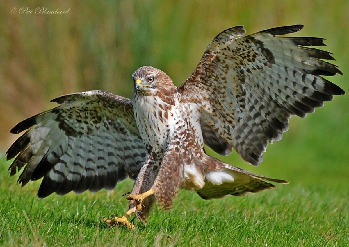 Беркут Aquila chrysaetos