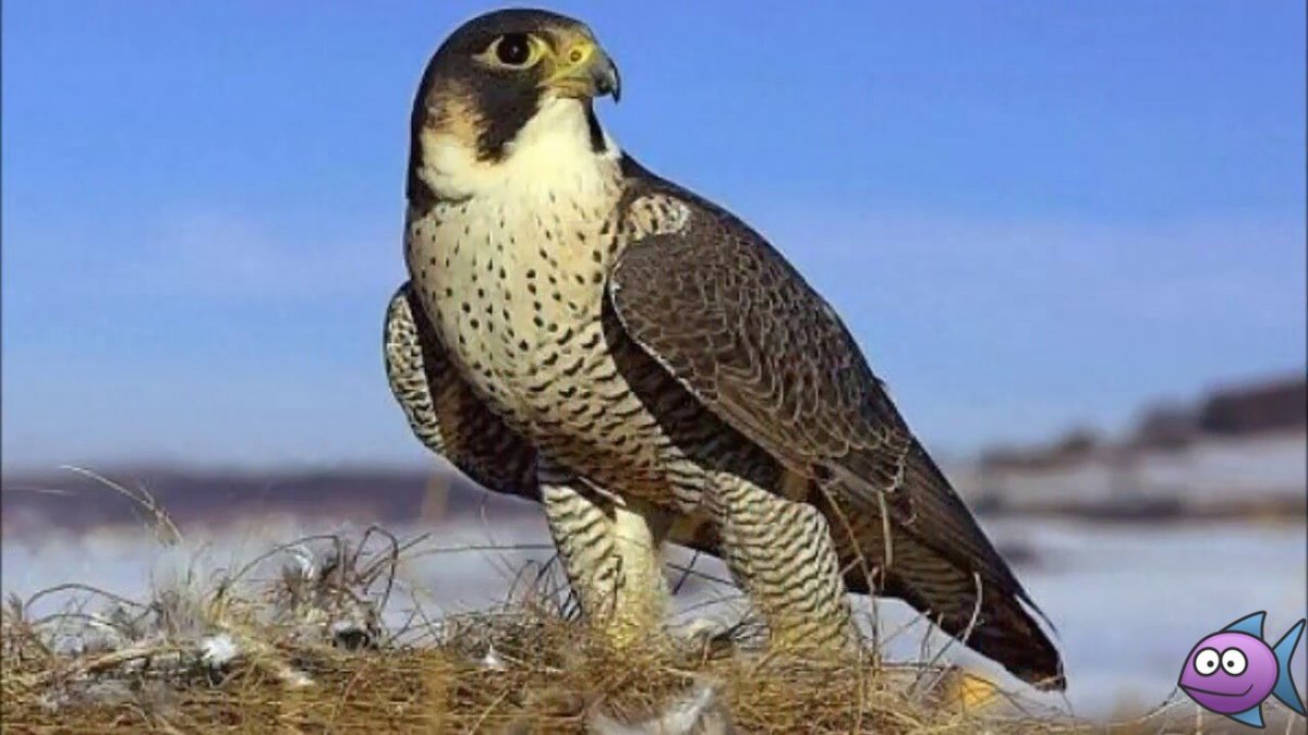 Таймырский заповедник Сокол Сапсан