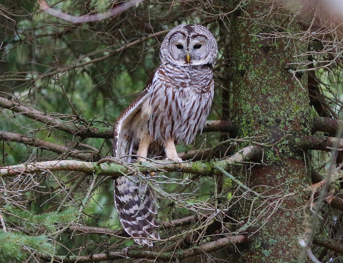 Хищные птицы Подмосковья Сапсан