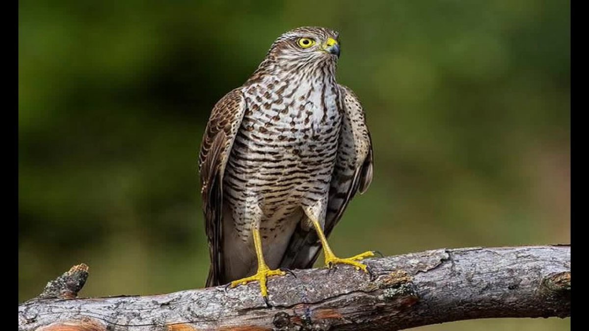 Луговой канюк