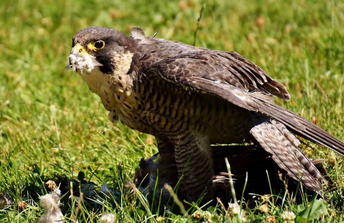 Ястреб - тетеревятник (Accipiter gentilis)