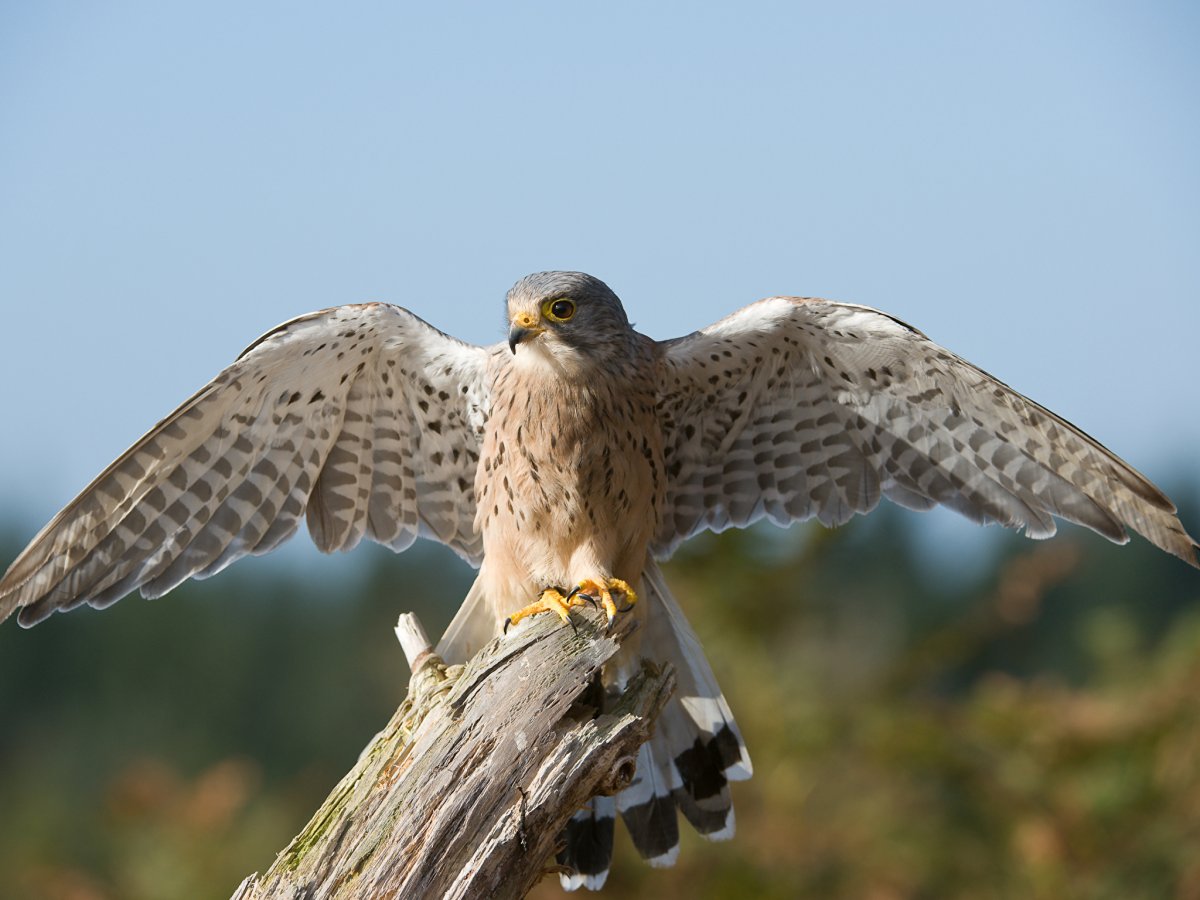 Коршун и канюк