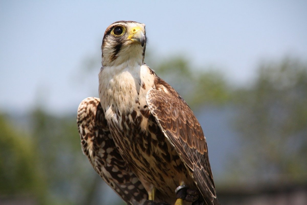 Хищные птицы Сокол Сапсан
