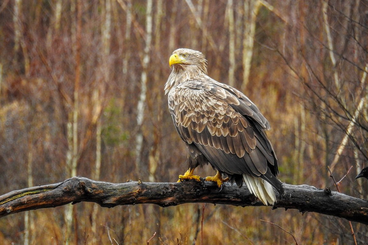 Обыкновенный канюк