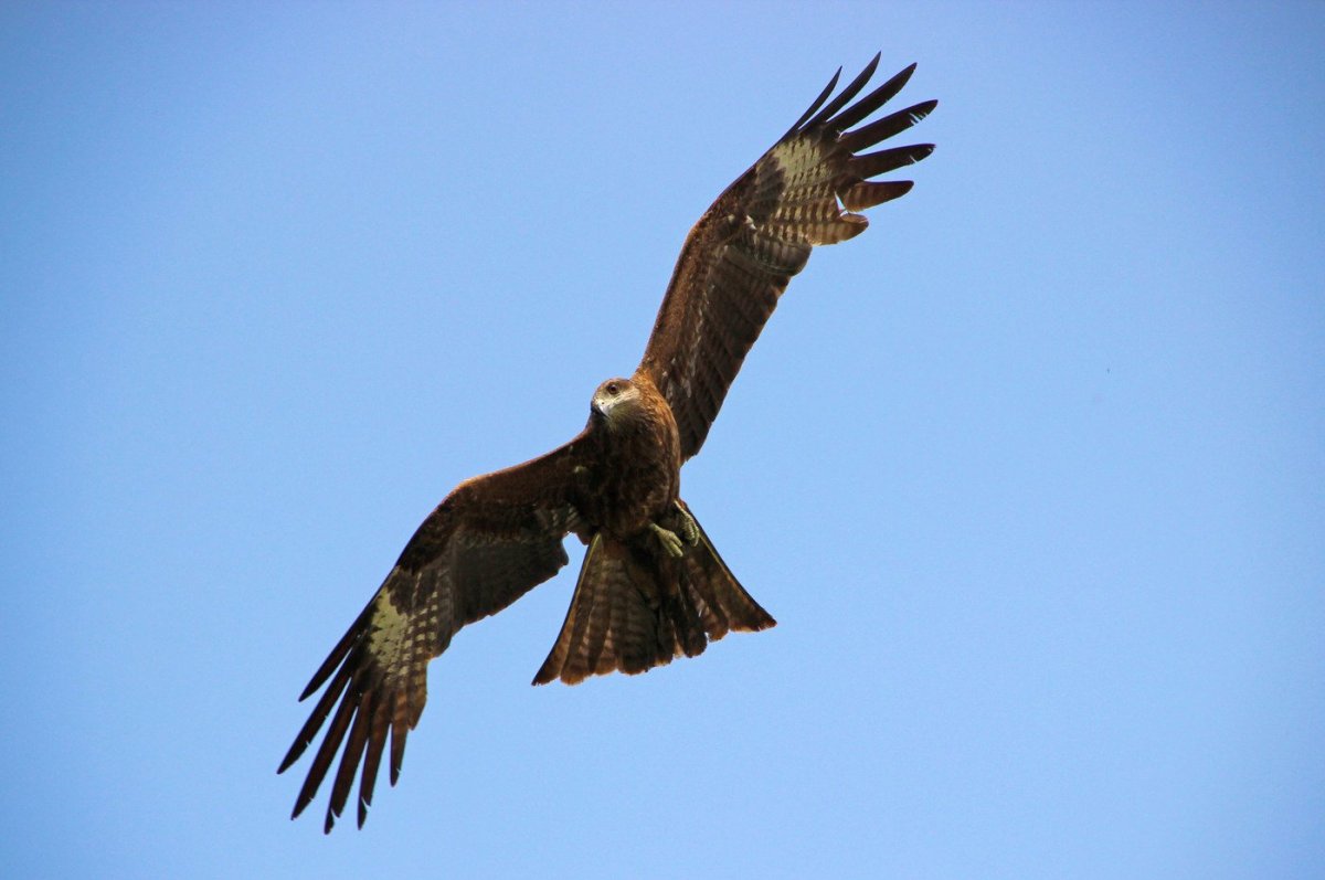 Ястреб Россия