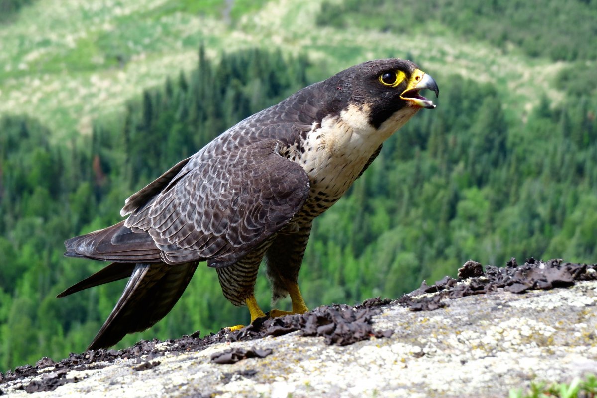 Сокол тетеревятник